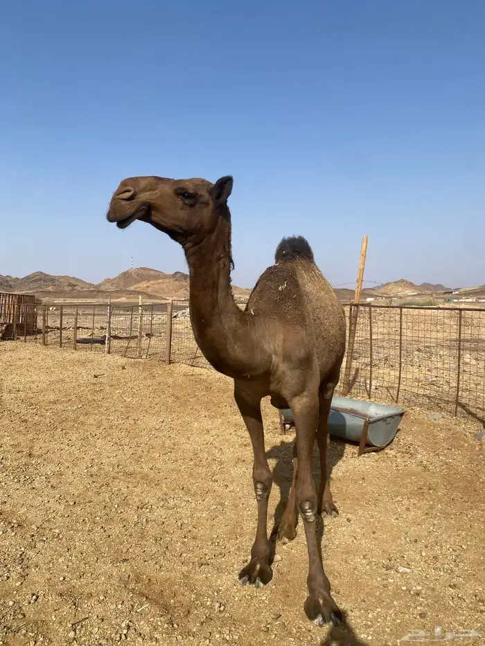 بكره طيبه صفراء 4