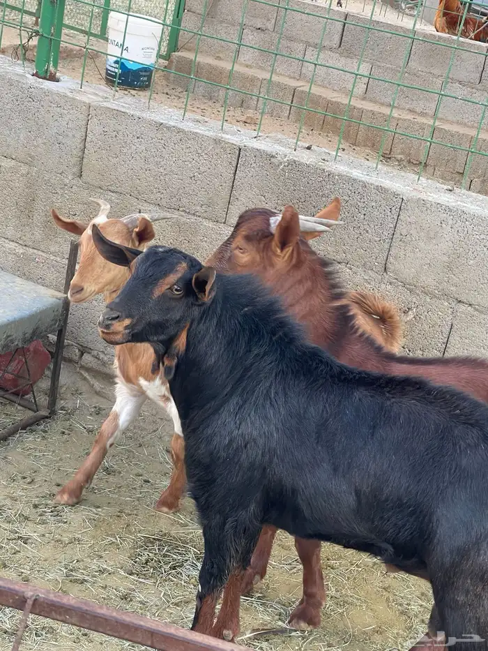 تيس   تيوس فاخر من الاخر لحم وشحم 1