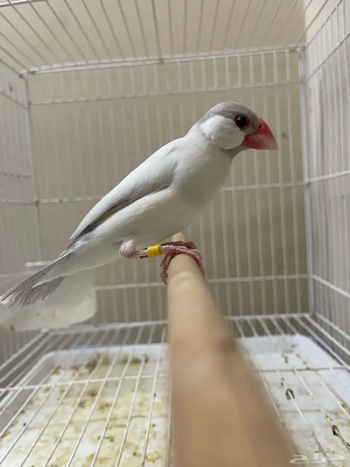 ذكر جاوا طفرة (تم البيع ) 1