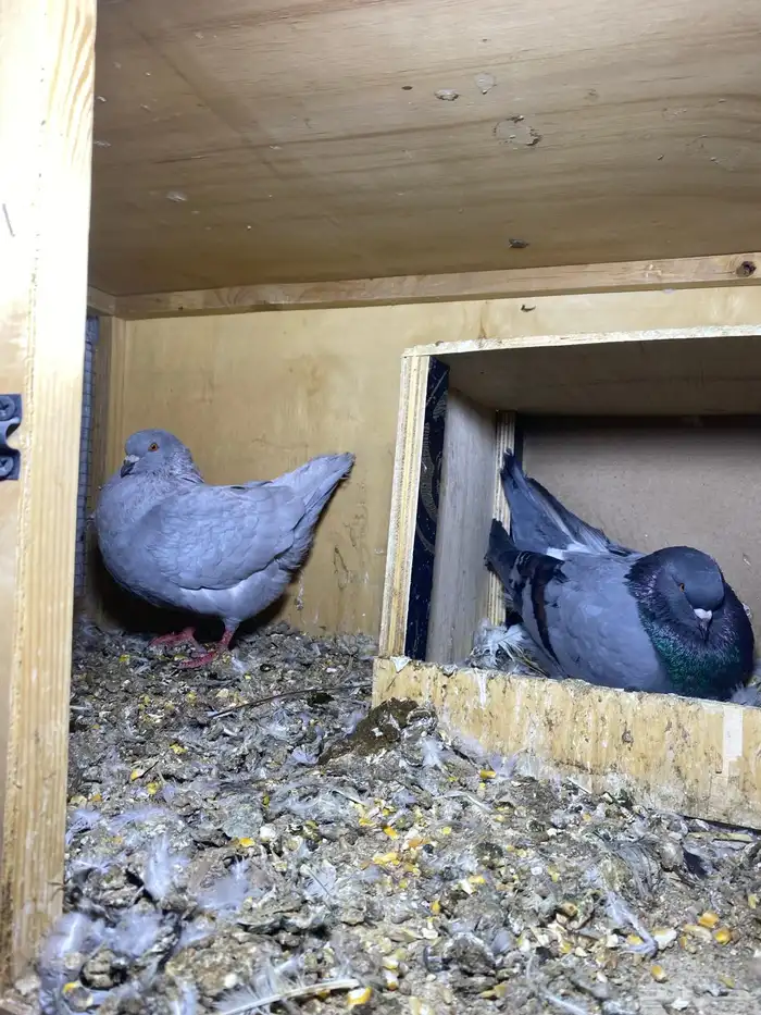 ذكر الله طيب جوزين فروخ جوز كنق مستوى طيب و جوز عسلي طيب 8