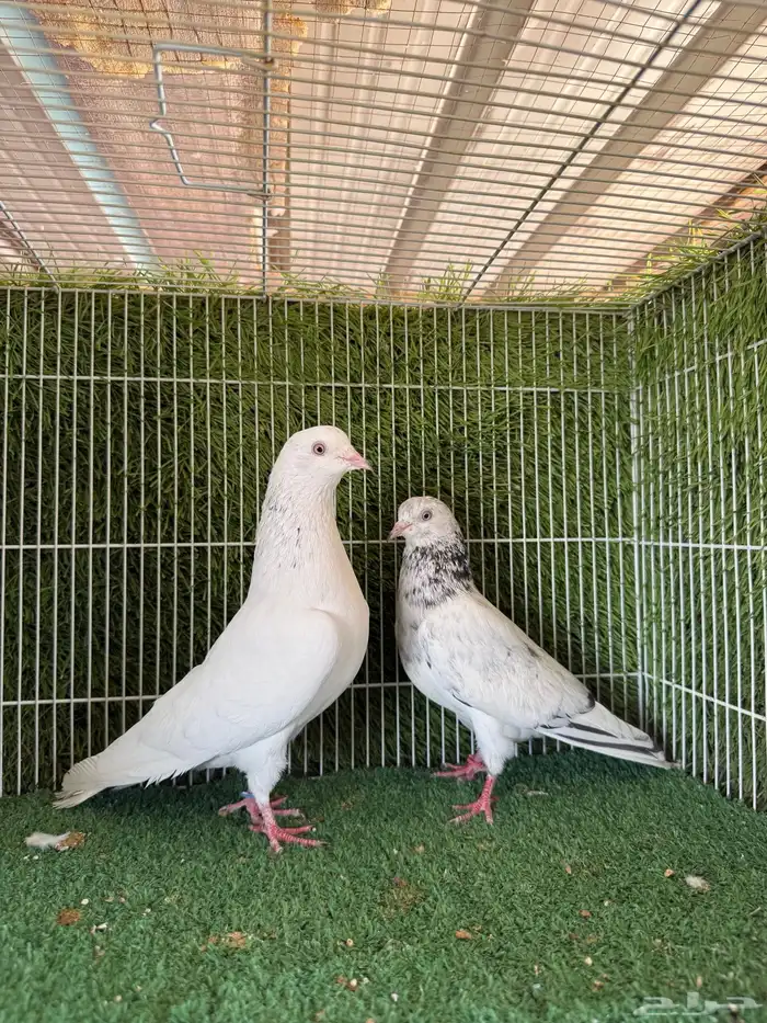 زوج قولدن 3