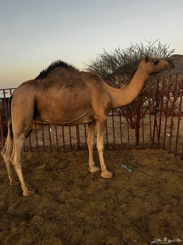 ناقه حمراء لقحه في 9 شهور 3