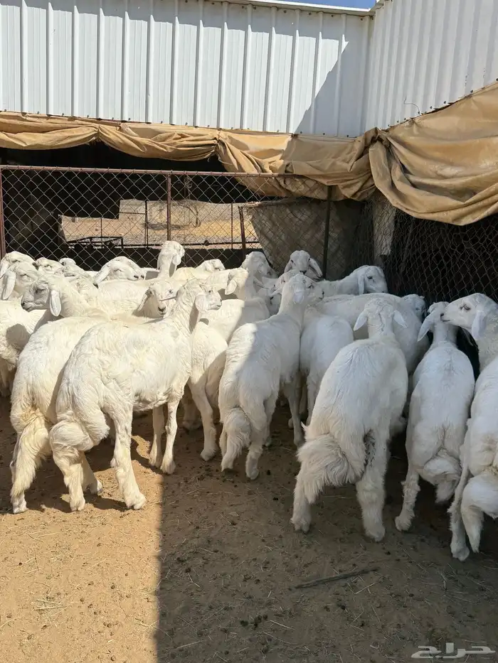 35 خروف شرط مقفله شحم وطرف وجنب 11