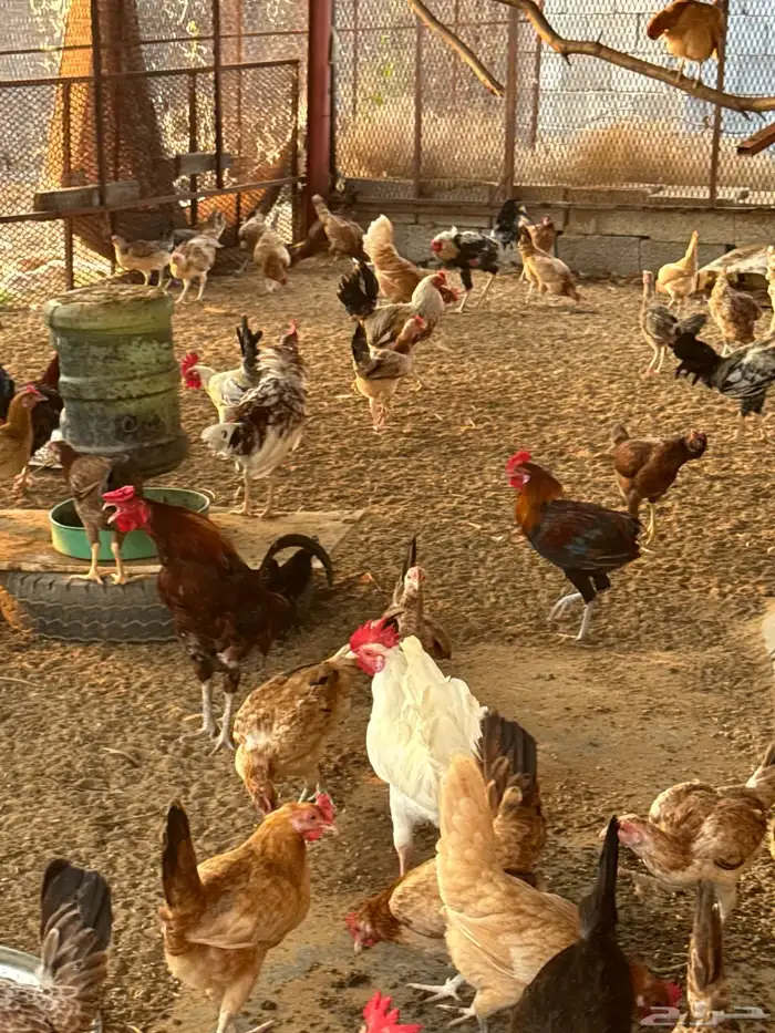 دجاج بلدي وفيومي وباكستاني جمله 5