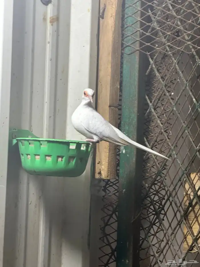 يمام ماسي 0