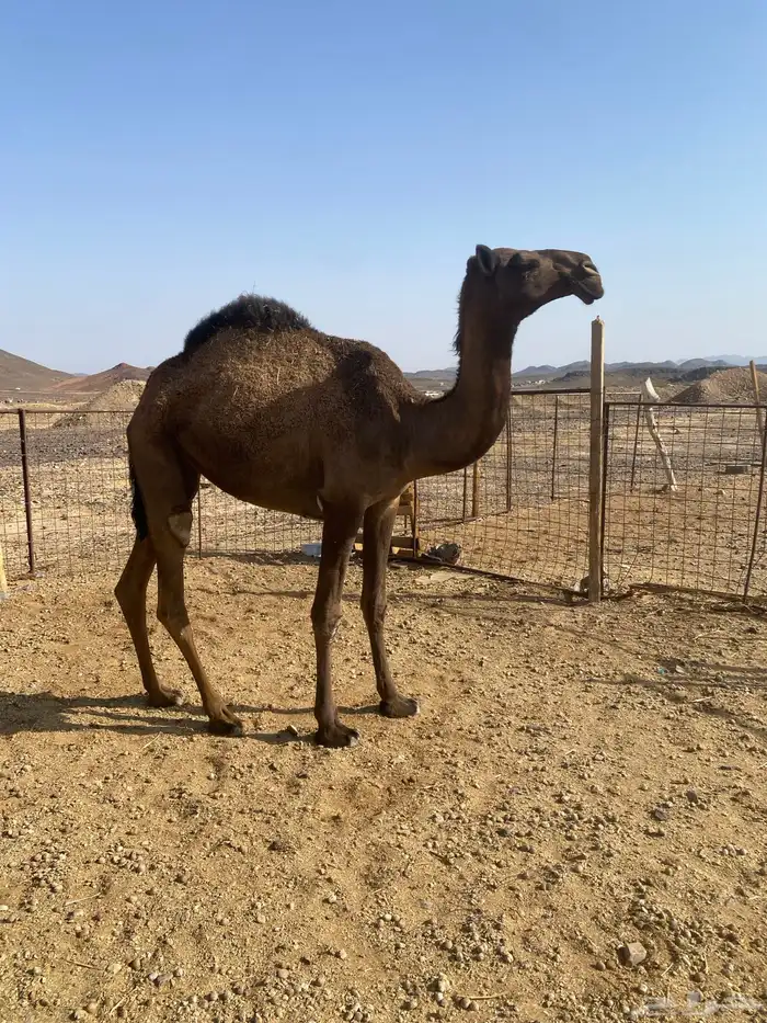 بكره طيبه صفراء 0