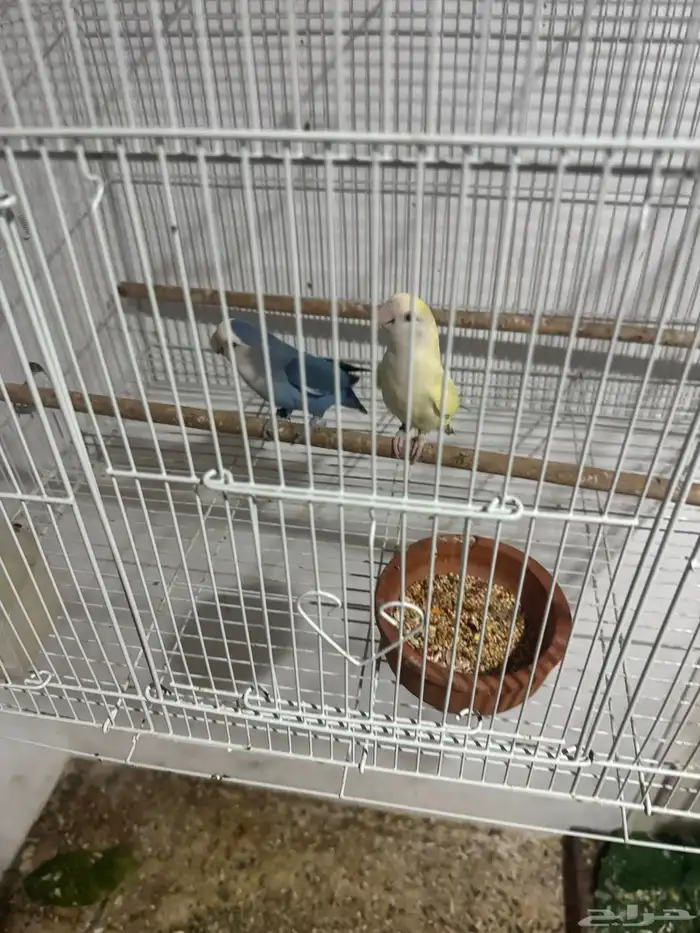 زوج روز 3