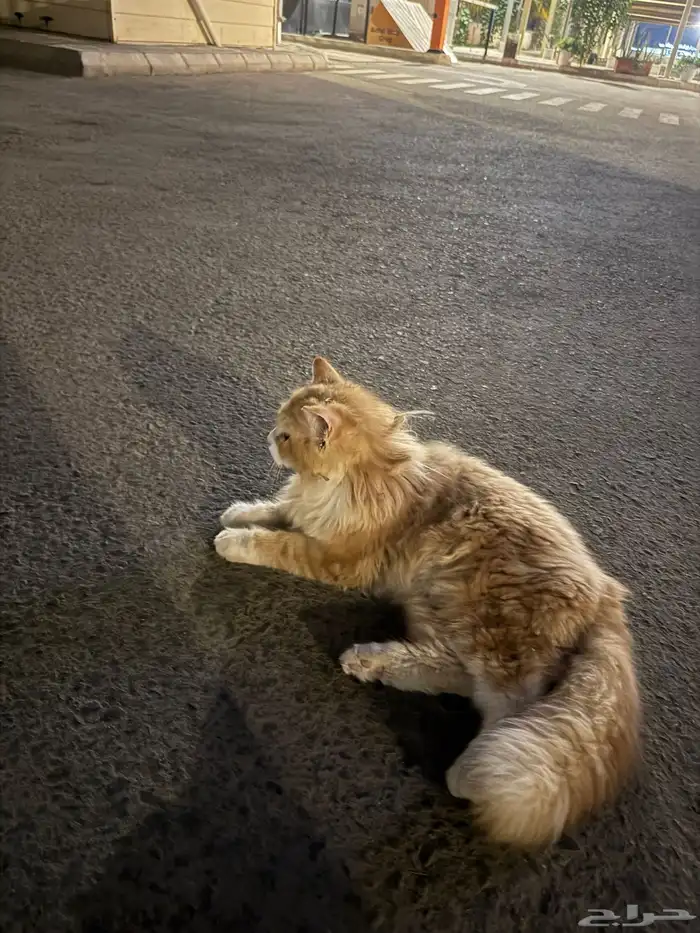 قط للتبني 1