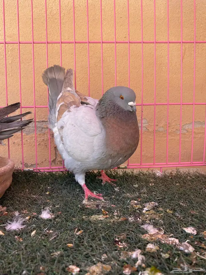 ازوج حمام للبيع 2