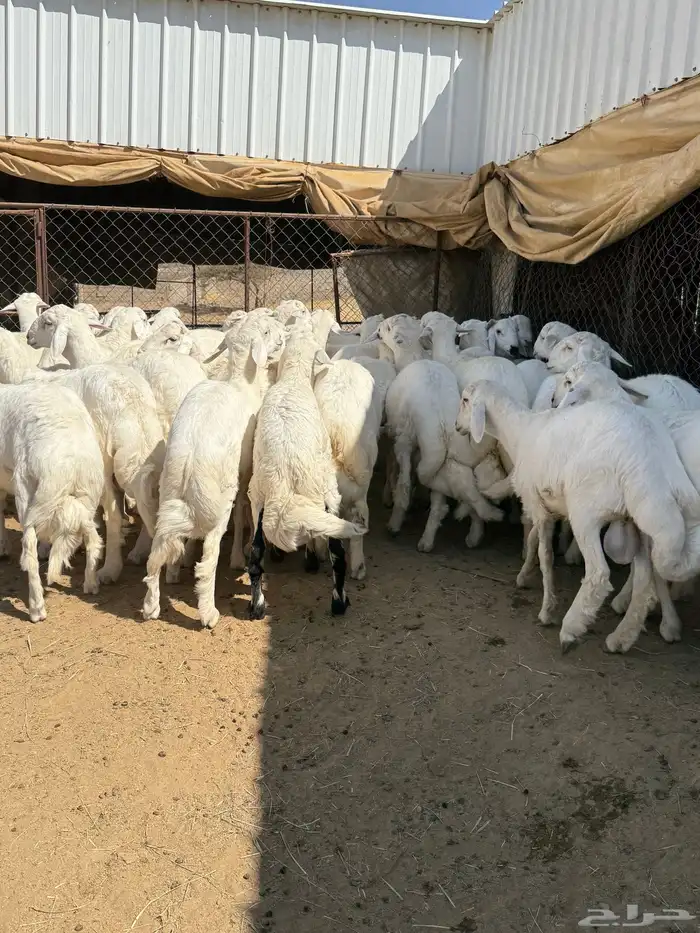 35 خروف شرط مقفله شحم وطرف وجنب 5