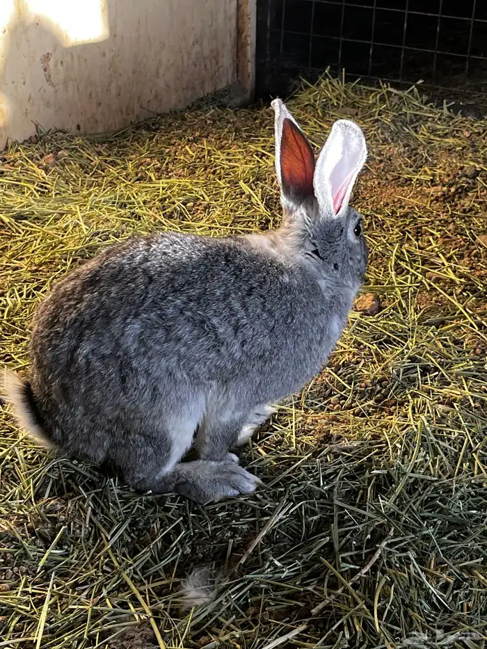 ارانب للبيع شرط. 4