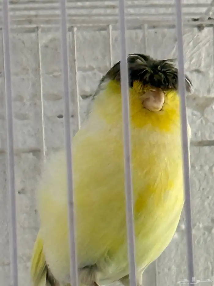 جوز كناري جلوستر 0