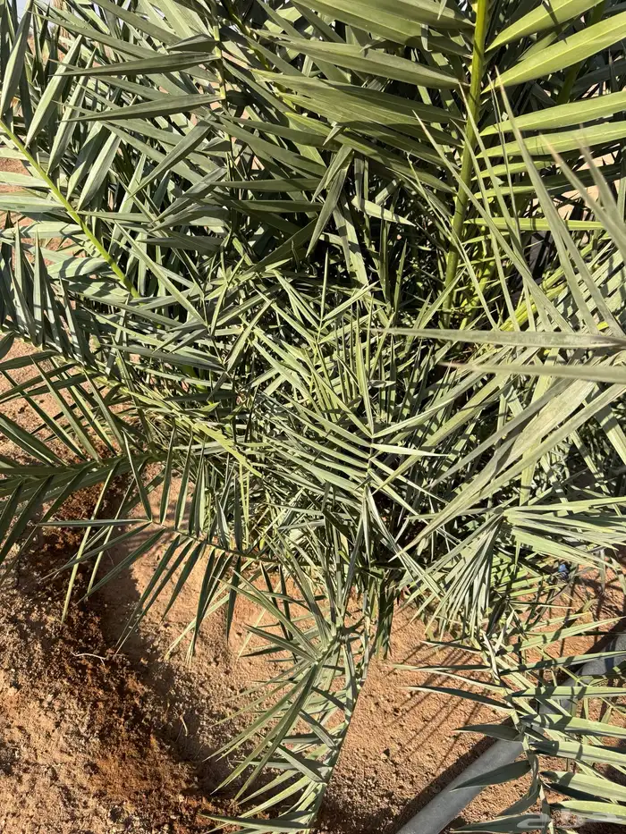 فسايل نخل للبيع 0