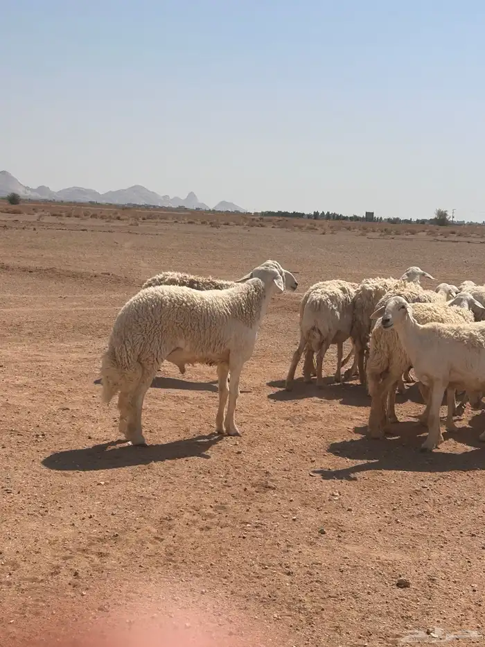 خروف حري صنف 0