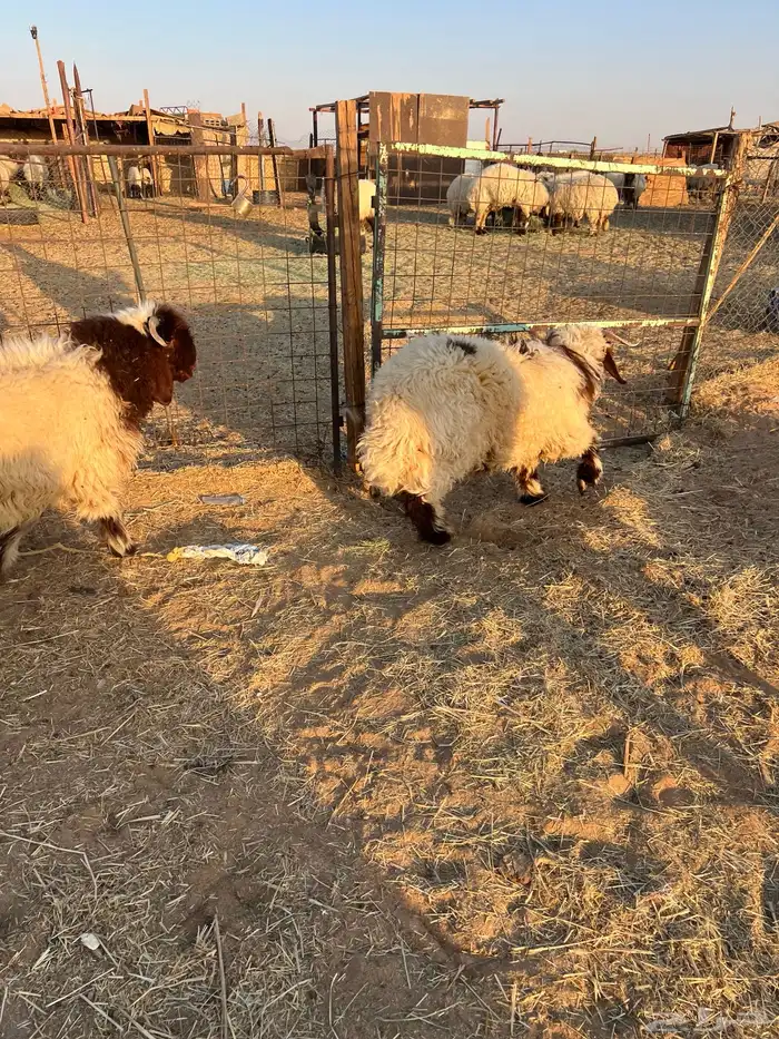 خرفان 6 شهور تممم البيع 0