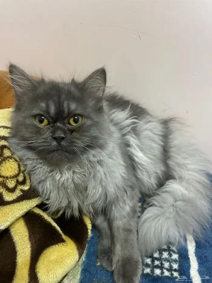 قط هملاي للتبني 1