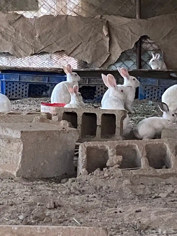ارانب للبيع جمله 0