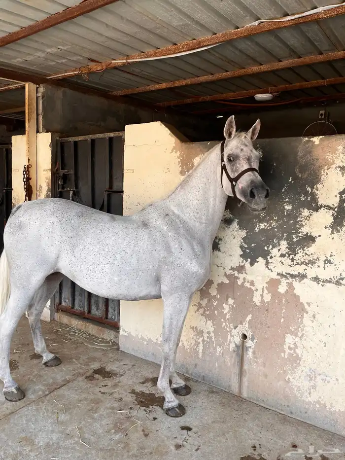 فرس واهو دماء قويه 0