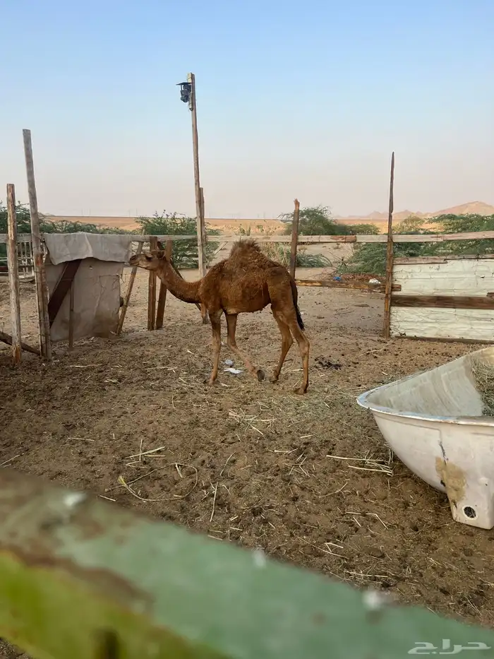 خلفه 8