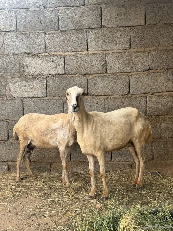 2 ضان دفيع 1