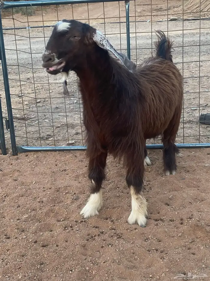 فحل معزا تيس مصري شق ثلاثة فاخر(تم البيع) 0