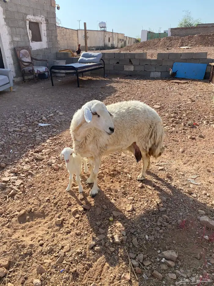 نعجه حريه حرشا تحتها رخلين صنف(( تم البيع)) 9