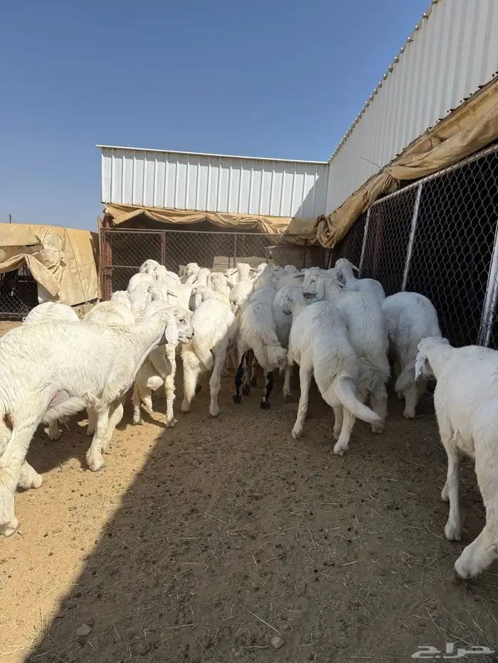 35 خروف شرط مقفله شحم وطرف وجنب 12