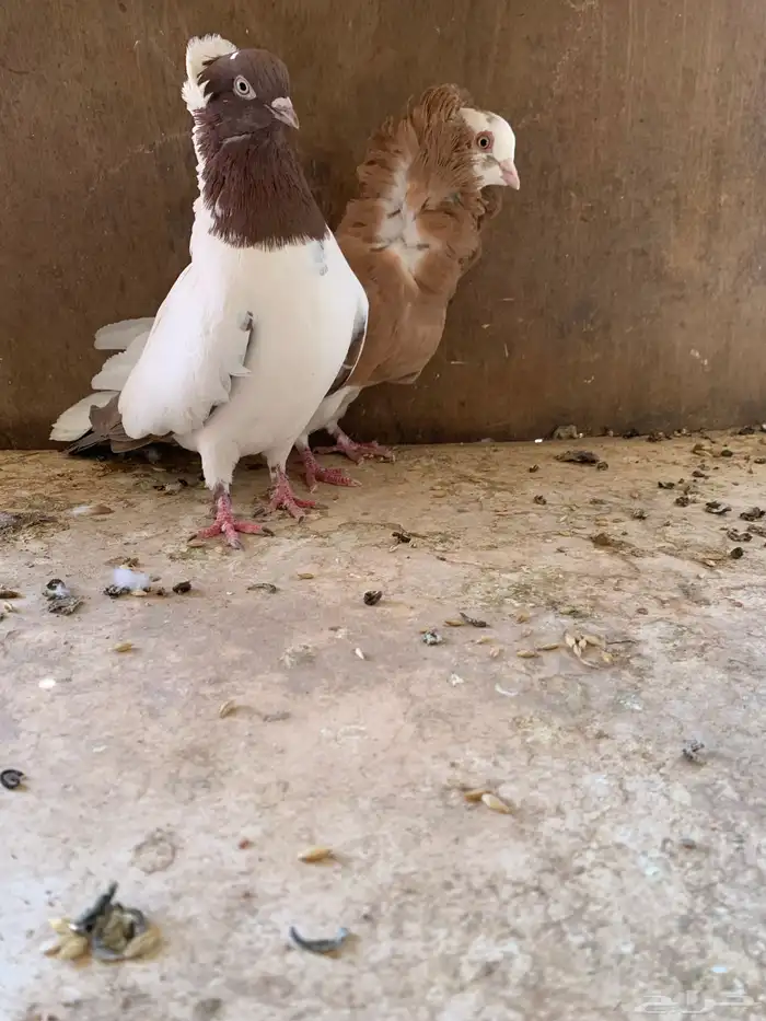 حمام زينه كنيق سوداني بلجيكي سراجي و تركي حمام منتج 6