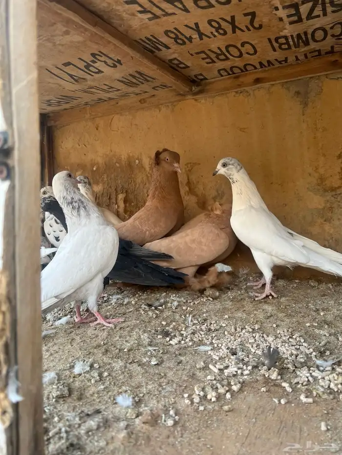 جمله حمام 1