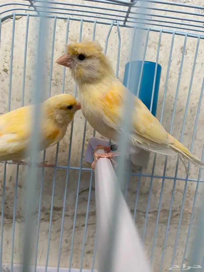 للبيع كناري مجهول الجنس 0