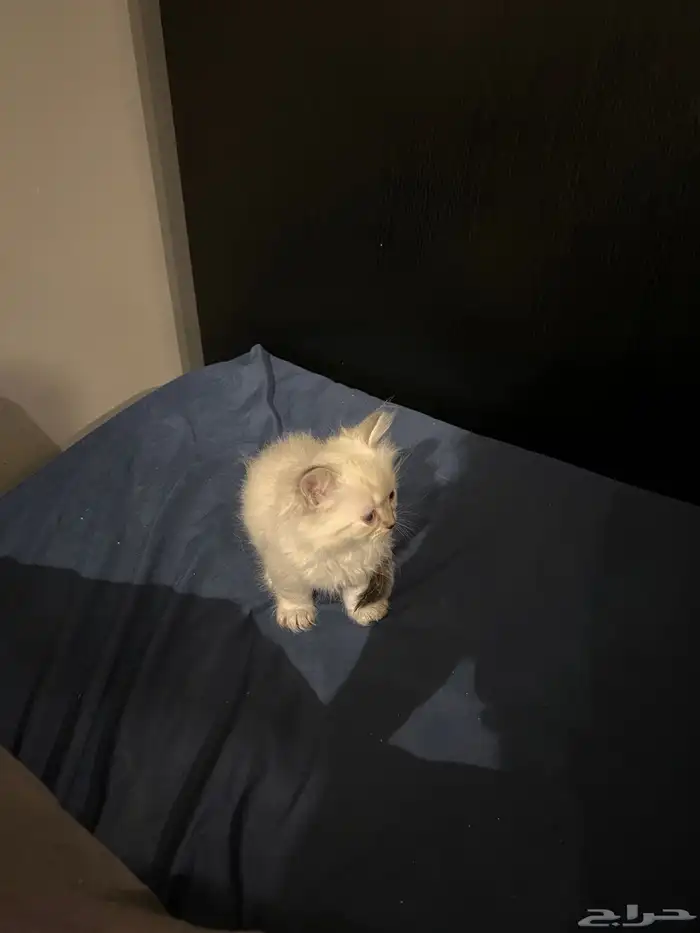 قطط للبيع 3