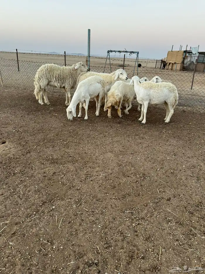 حريات طيبه 5