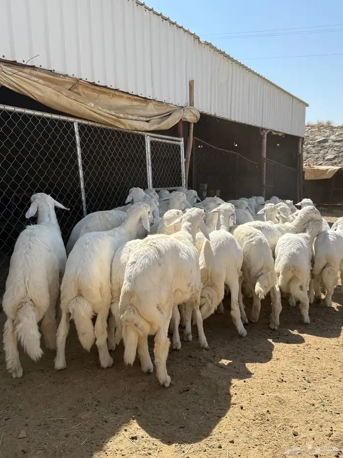 35 خروف شرط مقفله شحم وطرف وجنب 4
