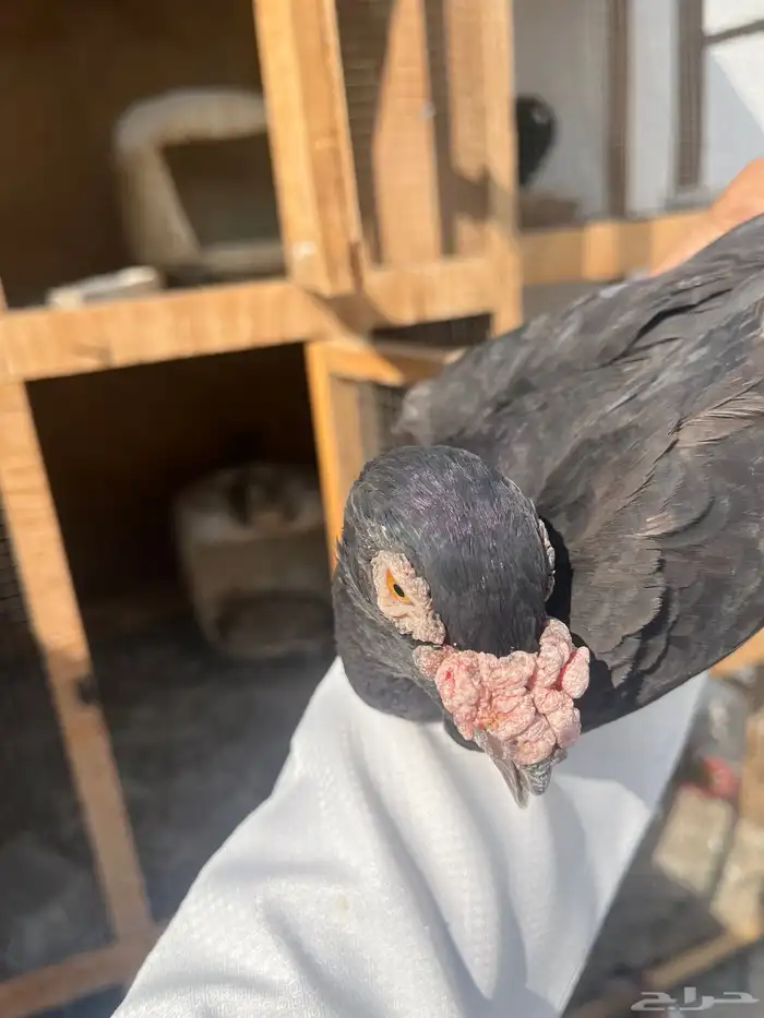 جوزين اوزبك مستوى تب 15