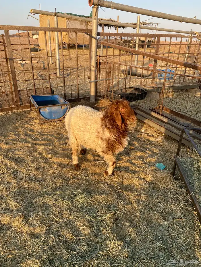 خروف نعيمي 2