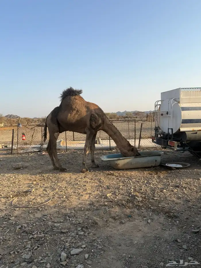 جمل حمر ضراب وعشار ع الشرط 8