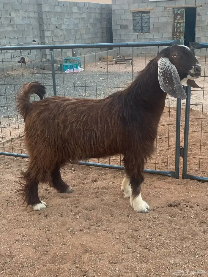 فحل معزا تيس مصري شق ثلاثة فاخر(تم البيع) 15