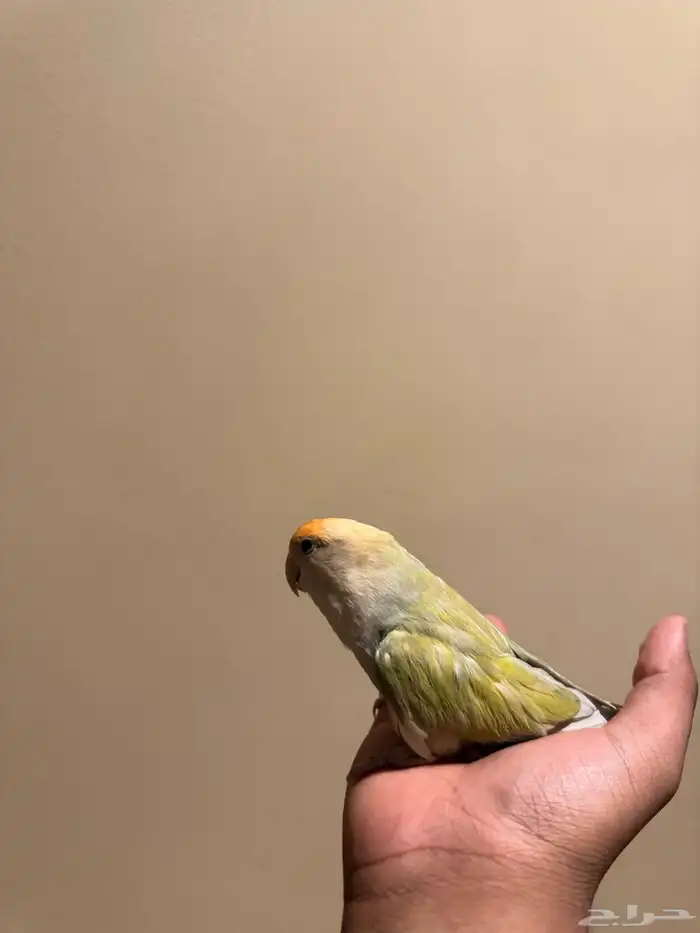 انثى الليفه منتجه 5