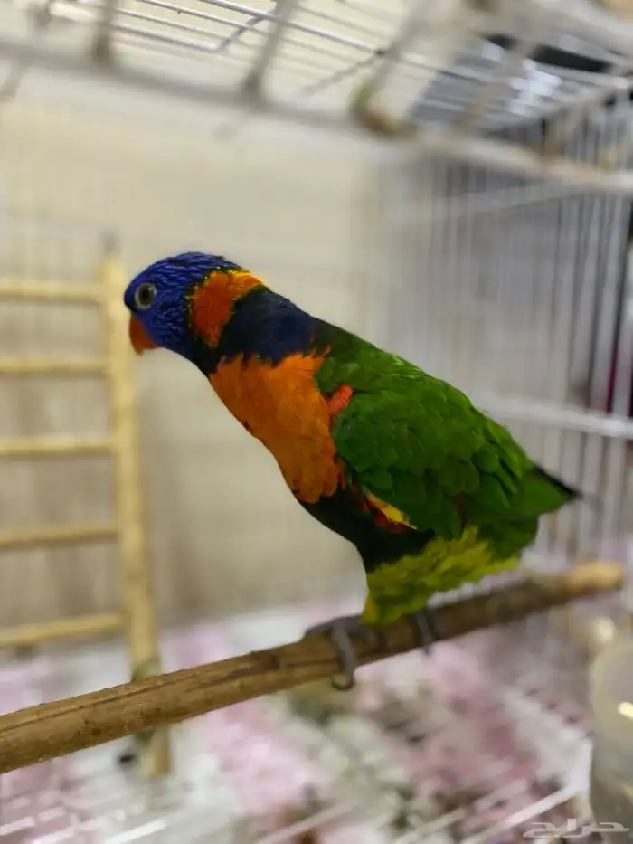 ببغاء لوري 2