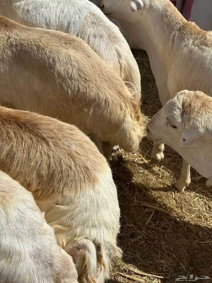 برابر ورفيديات وتيوس مرابي طب وتخير 16