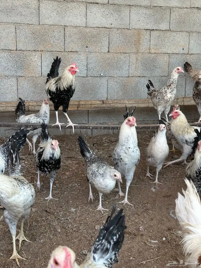 دجاج شوكي 2