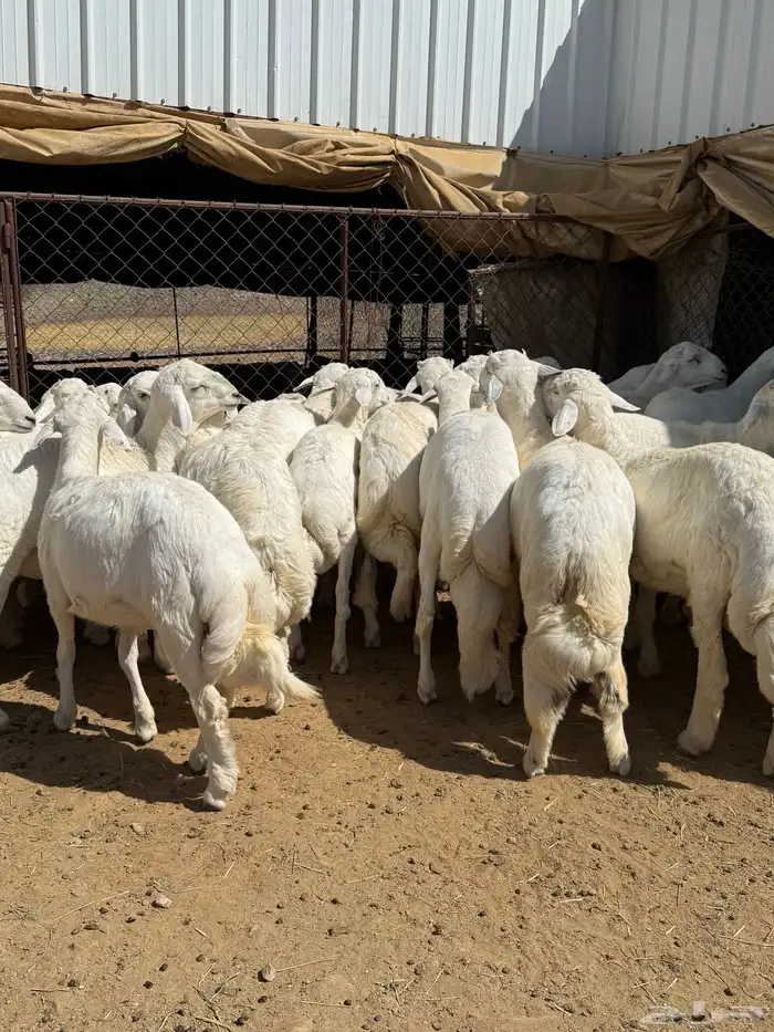 35 خروف شرط مقفله شحم وطرف وجنب 10