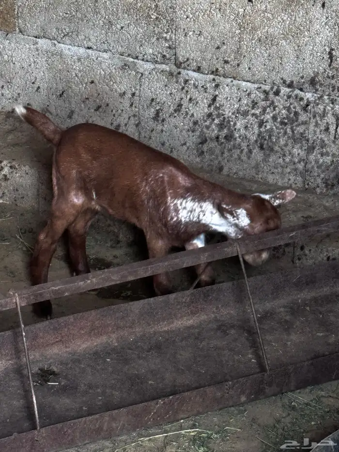 شاة متاوم عليها اثنين ذكران 6