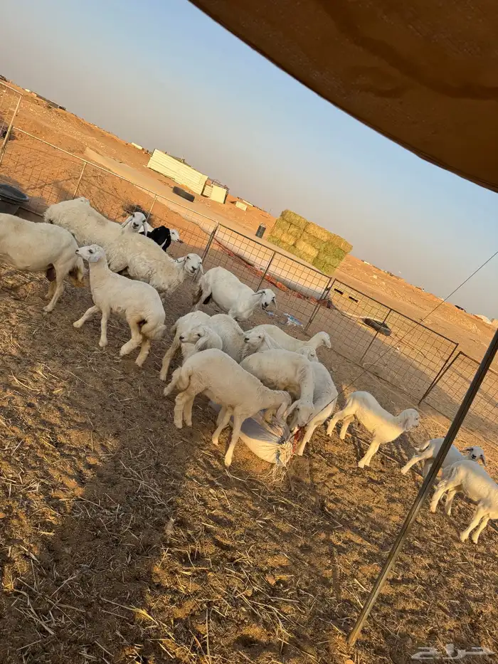 غنم حري 1