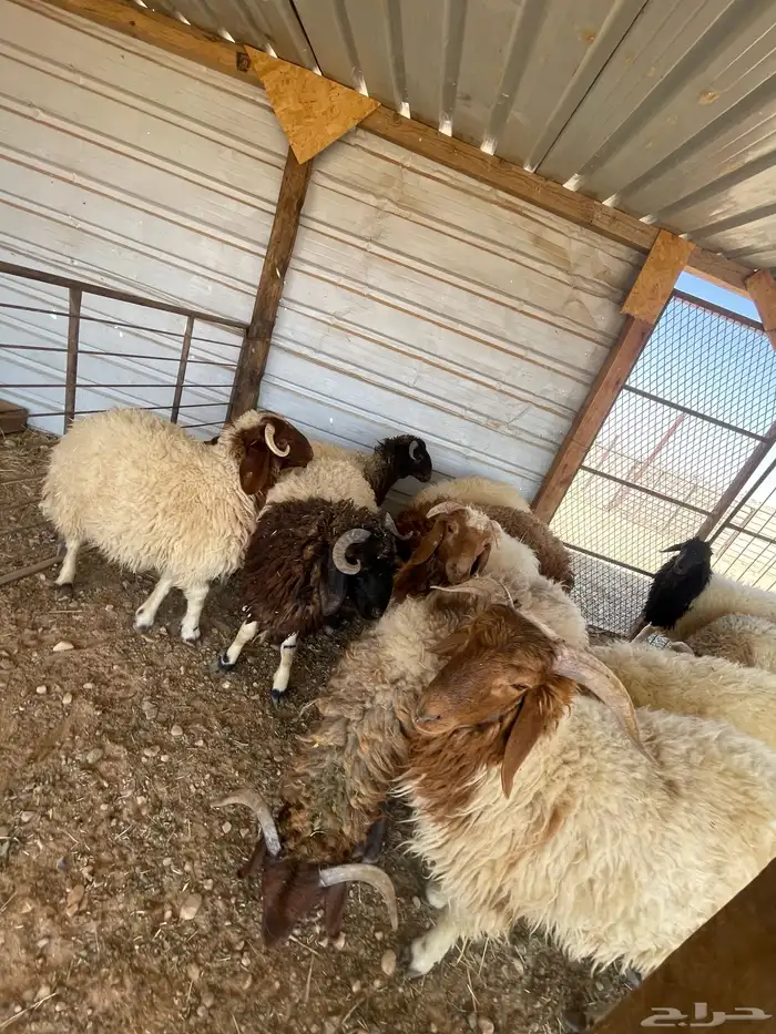 ذبايح فاخره ثلاجه تمايم ضيفه 7