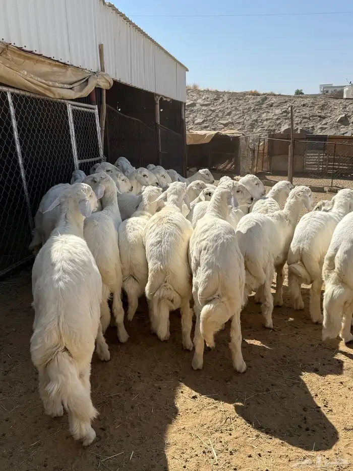 35 خروف شرط مقفله شحم وطرف وجنب 2