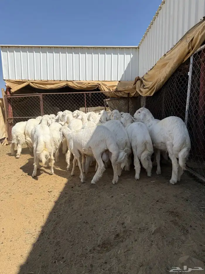 35 خروف شرط مقفله شحم وطرف وجنب 15