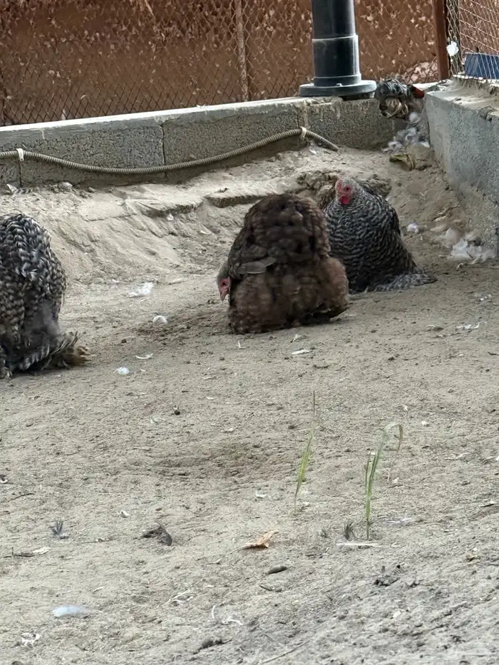 طقم كوشن فيومي 1