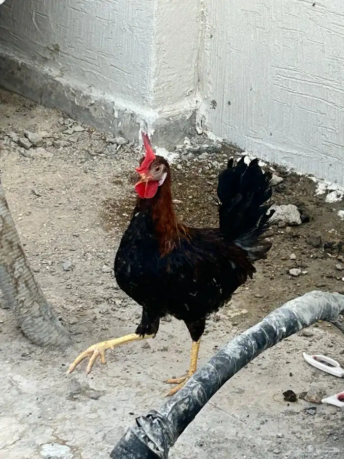 ديك عربي العمر سبع اشهور وامه عندي وانا مربيه وهو صوص صغير 12