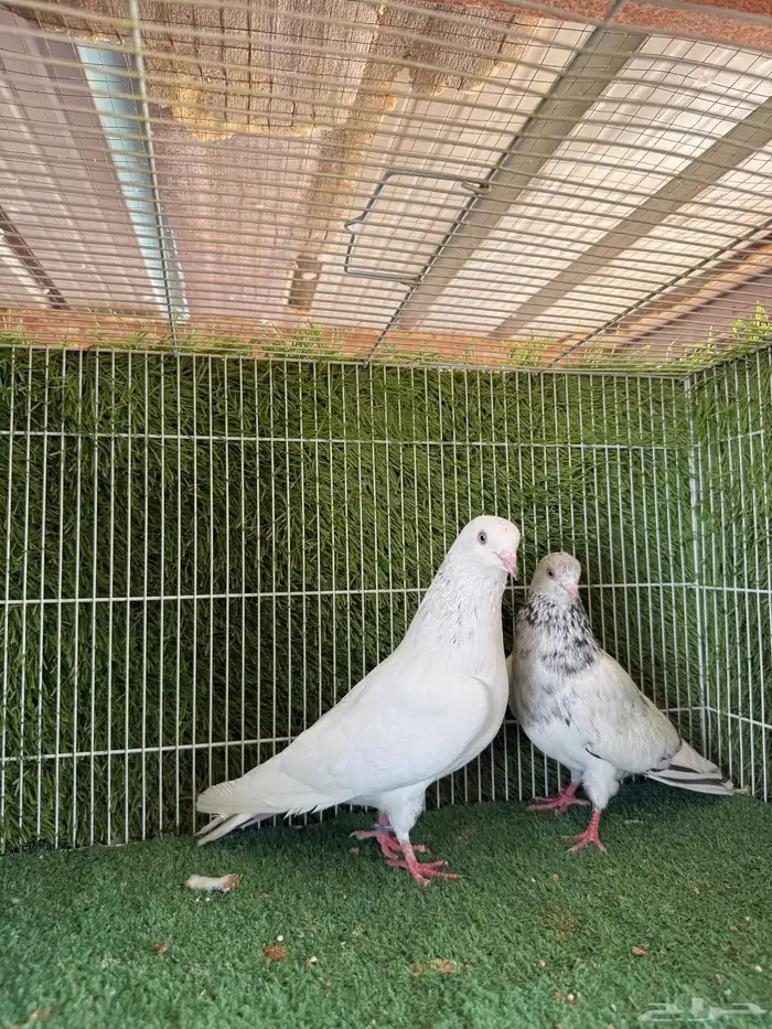 زوج قولدن 4